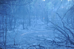 A tűz, amelyet a világűrből is látni lehetett_7